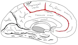 Cingulate sulcus.