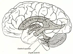 Scheme showing relations of the ventricles to the surface of the brain.