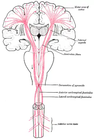 The motor tract.