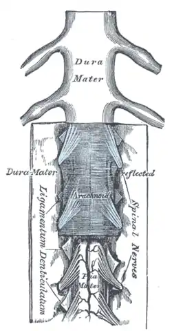 The medulla spinalis and its membranes.