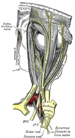 Superior view of the nerves of the orbit. The lacrimal nerve is seen branching from the ophthalmic nerve.