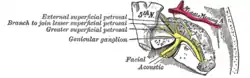 Course and connections of the facial nerve in the temporal bone.