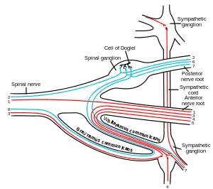 Scheme showing structure of a typical spinal nerve.