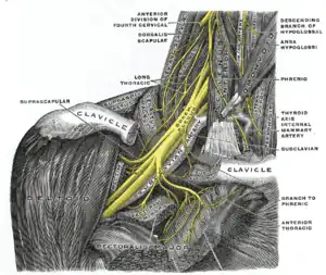 The right brachial plexus with its short branches, viewed from in front.