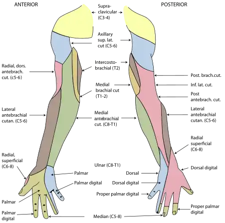 Diagram of segmental distribution of the cutaneous nerves of the right upper extremity.