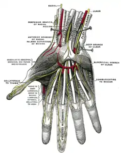 Superficial palmar nerves