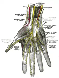 Deep palmar nerves.