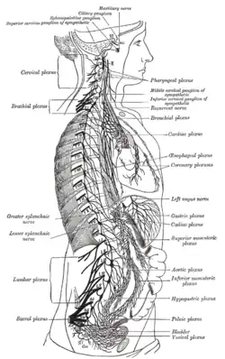 The right sympathetic chain and its connections with the thoracic, abdominal, and pelvic plexuses.