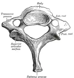 Seventh cervical vertebra