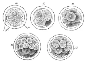 First stages of segmentation of a mammalian ovum