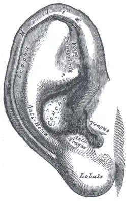 Anatomy of human ear