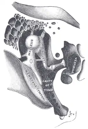 Chain of ossicles and their ligaments, seen from the front in a vertical, transverse section of the tympanum [tympanic cavity]