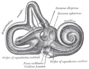 Interior of right osseous labyrinth.