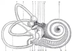 Right human membranous labyrinth, removed from its bony enclosure and viewed from the antero-lateral aspect