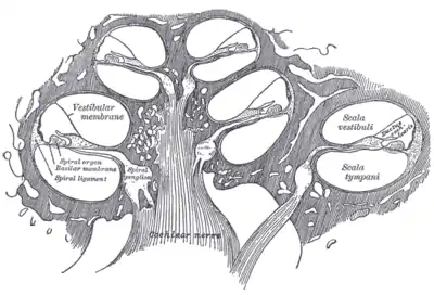 Diagrammatic longitudinal section of the cochlea.