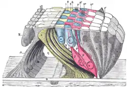 The reticular membrane and subjacent structures.