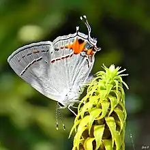 Automimicry: gray hairstreak (Strymon melinus) has false head at rear