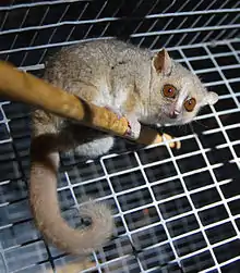 Gray mouse lemur perched on a wood rod in a wire cage