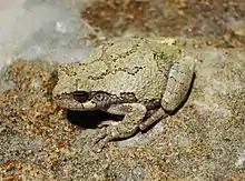Image 26Gray tree frog,  Hyla versicolor, Hylidae, eastern North America (from Tree frog)