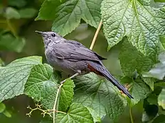 Gray catbird in Prospect Park