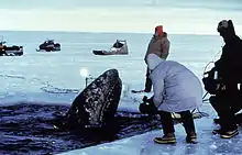 Rescuing entrapped gray whales