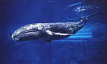 Gray whale in captivity for rehabilitation