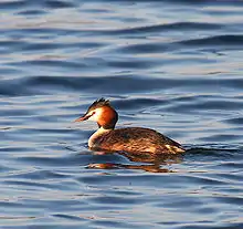 Great crested grebe, Podiceps cristatus