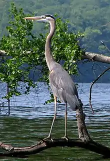 Great blue heron