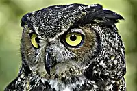 Great horned owl