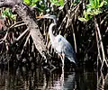 Great blue heron on the Loxahatchee