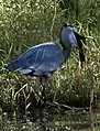 Image 5A Great blue heron at Alafia River State Park
