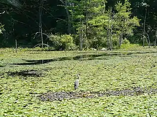 Heron in Meadow Pond