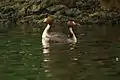 Great Crested Grebe courtship display at Hyde Park, London, UK
