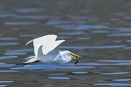 Adult in flight over Lake Coatepeque, El Salvador