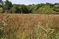 Rushes along the edge of the lake