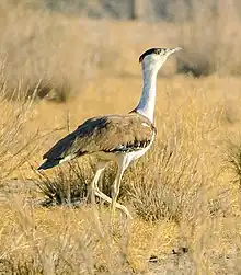 Great Indian Bustard