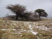 Larch and pine trees on the top of the east ridge of Great Mell Fell