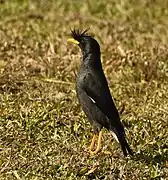 At Kaziranga National Park, Assam, India