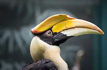 Great Pied Hornbill