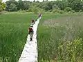 Boardwalk across Great Plain