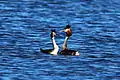 Mating ritual, Otmoor, Oxfordshire