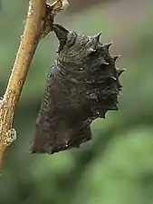 Pupa of race bolina