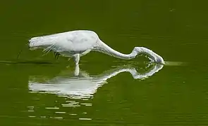 Plunging its head into the water to hunt inside Green-Wood Cemetery in Brooklyn