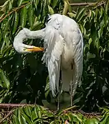 Preening in New York City