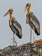 black stork with bald head