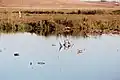 Great egret and ducks