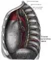 Greater splanchnic nerve, seen in thoracic cavity seen from left side.