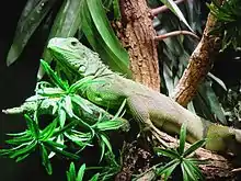 Green iguana