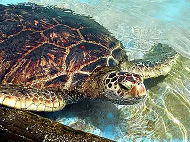 Green sea turtle, Chelonia mydas