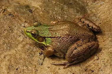 Image 2Rana clamitansPhoto credit: Derek RamseyThe American Green Frog (Rana clamitans) is native to the eastern half of the United States and Canada. Green frogs live wherever there is shallow freshwater: ponds, road-side ditches, lakes, swamps, streams and brooks. The green frog is abundant wherever it occurs.More selected pictures